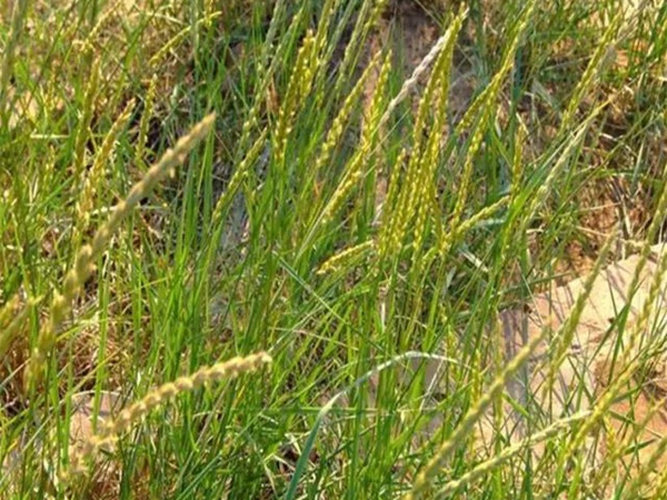 披堿草播種方法與經濟價值