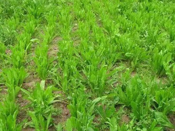 墨西哥玉米種子播種方法以及種植步驟 墨西哥玉米種子播種方法以及種植步驟