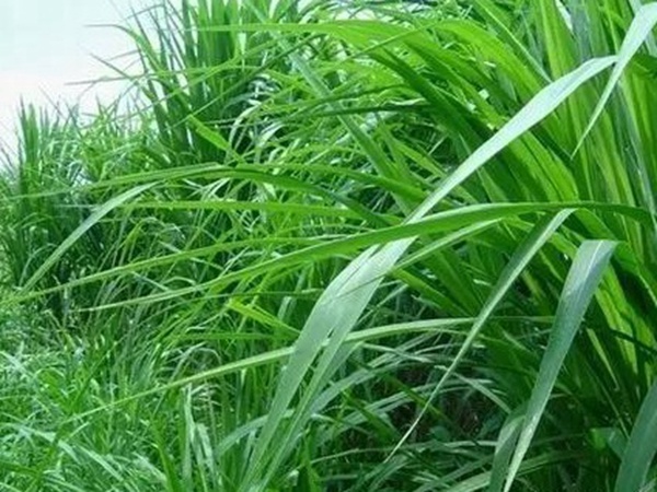 墨西哥玉米種子播種方法以及種植步驟 墨西哥玉米種子播種方法以及種植步驟