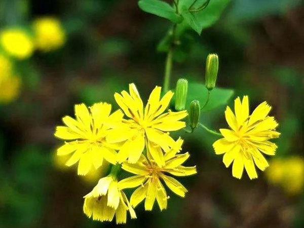 山野花系列------苦荬菜牧草種子