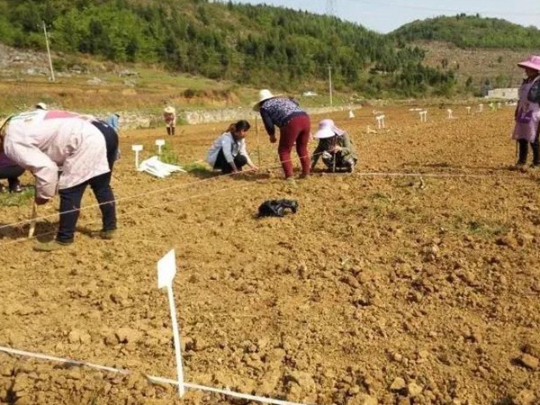 甜高粱種植技術,什么時候播種比較好 甜高粱種植技術,什么時候播種比較好