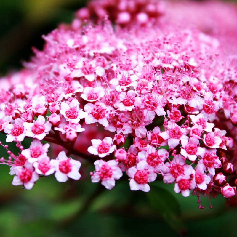 線(xiàn)繡菊