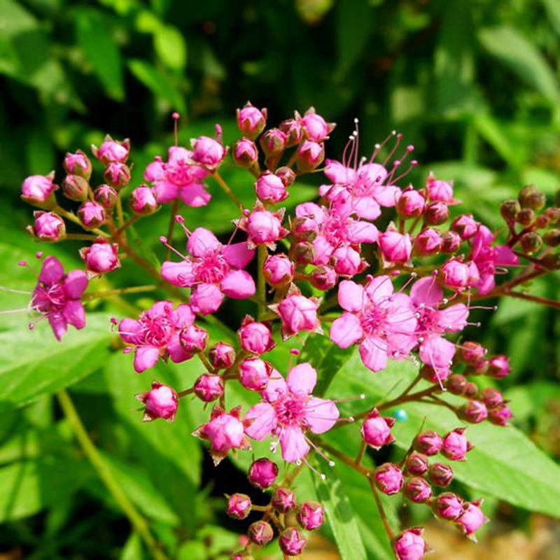 線(xiàn)繡菊