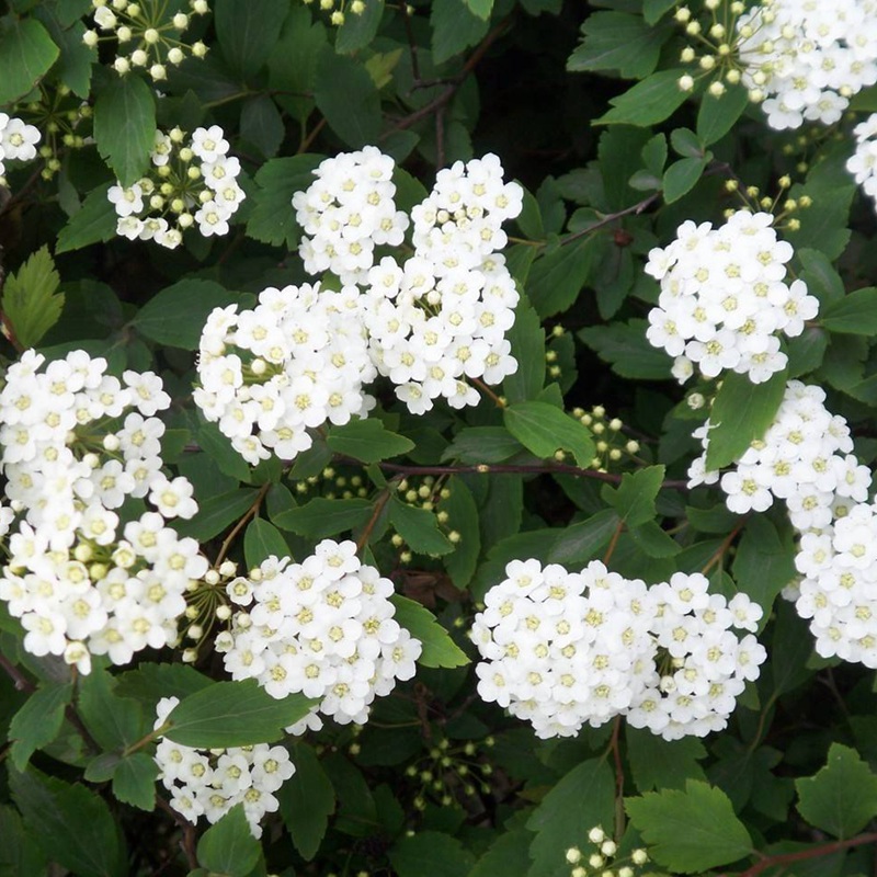 線(xiàn)繡菊