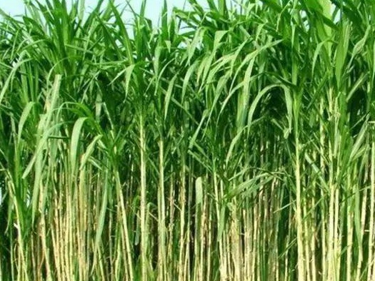 皇竹草養(yǎng)豬、喂雞可降低成本增加收入，栽培方法！