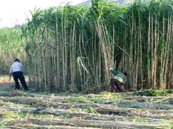 1589607303669223.jpg 微信圖片_20200516133229.jpg