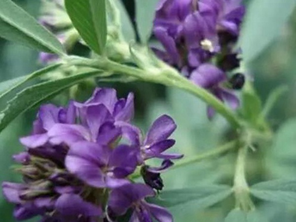 進(jìn)口紫花苜蓿種子播種時(shí)間與管理方法 進(jìn)口紫花苜蓿種子播種時(shí)間與管理方法