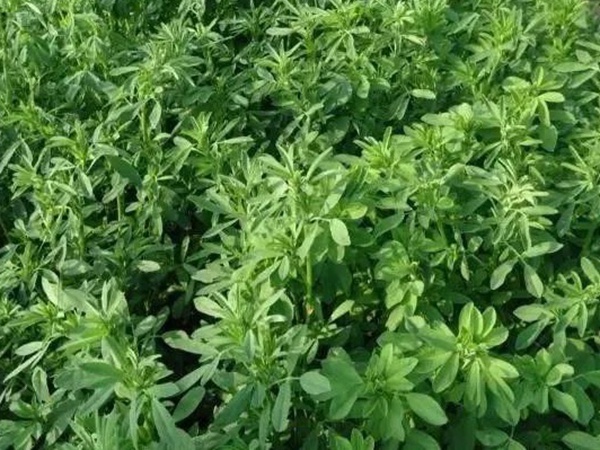 紫花苜蓿春季播種栽培技術(shù)