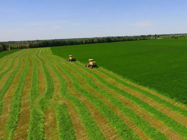 高品質紫花苜蓿牧草種子--巨能7 高品質紫花苜蓿牧草種子--巨能7