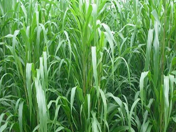 蘇丹草介紹以及主要價值，生長速度