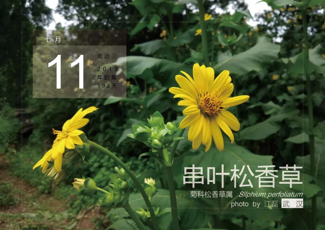 7月11——串葉松香草