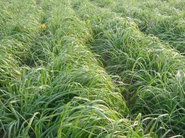 一年生黑麥草牧草種子適應性強，易種植、產量高