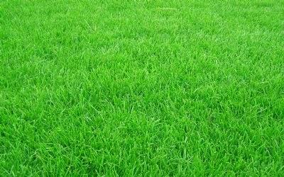 黑麥草的用途有什么？黑麥草種子用途有多少？