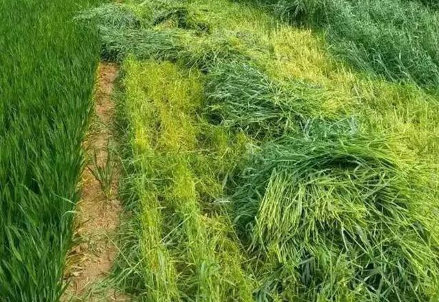多年生黑麥草種植技術(shù)介紹與用途 多年生黑麥草種植技術(shù)介紹與用途
