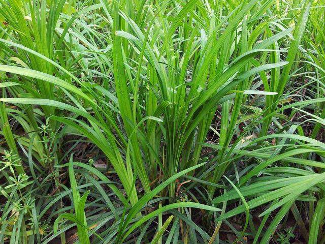 優(yōu)質牧草——披堿草，具有不同的經(jīng)濟價值