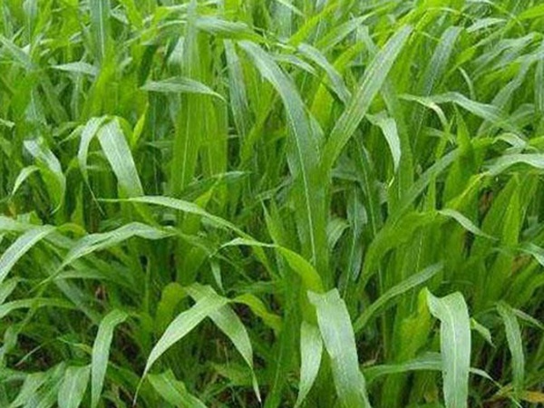 墨西哥玉米草種子哪家公司有賣？育苗方法是什么？