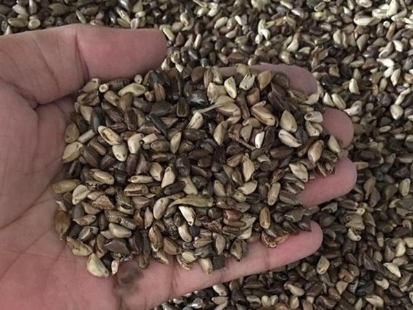 種植墨西哥玉米有這幾個(gè)要點(diǎn)，掌握好這幾個(gè)要點(diǎn)獲得高產(chǎn)量