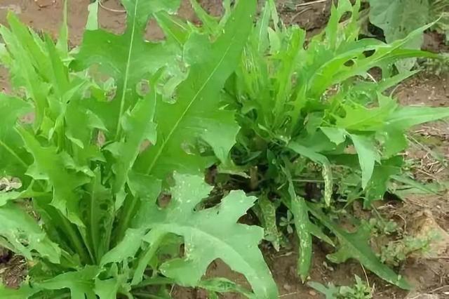 苦荬菜怎樣種植效果好？怎么種植可以高產量
