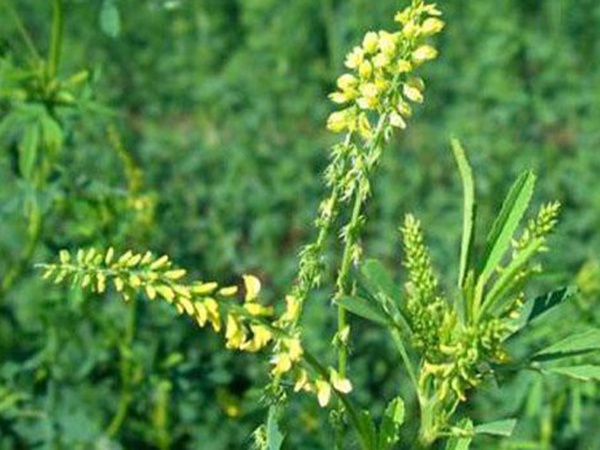 草木樨種子去哪里買(mǎi)比較好？育苗方法有哪些？
