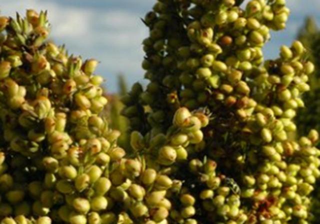 甜高梁種植技巧是什么，如何產(chǎn)量高