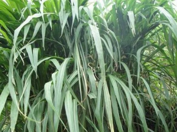 皇竹草種植經濟效益有哪些？作用是什么？