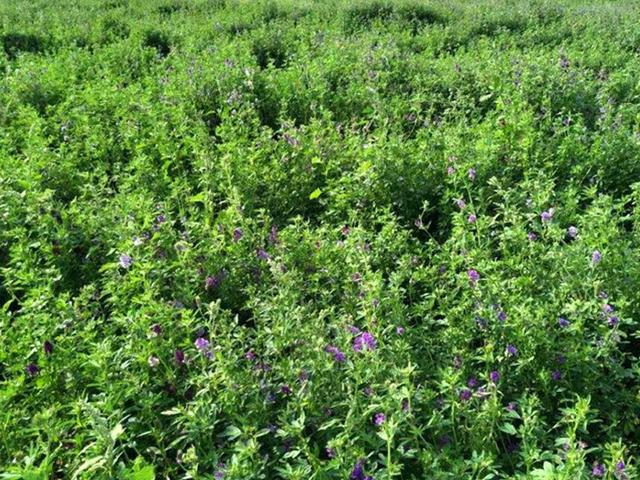 紫花苜蓿的種植技術介紹以及種植管理方法 紫花苜蓿的種植技術介紹以及種植管理方法