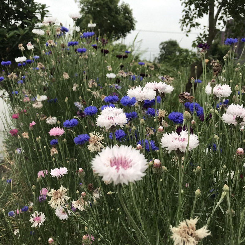 矢車(chē)菊