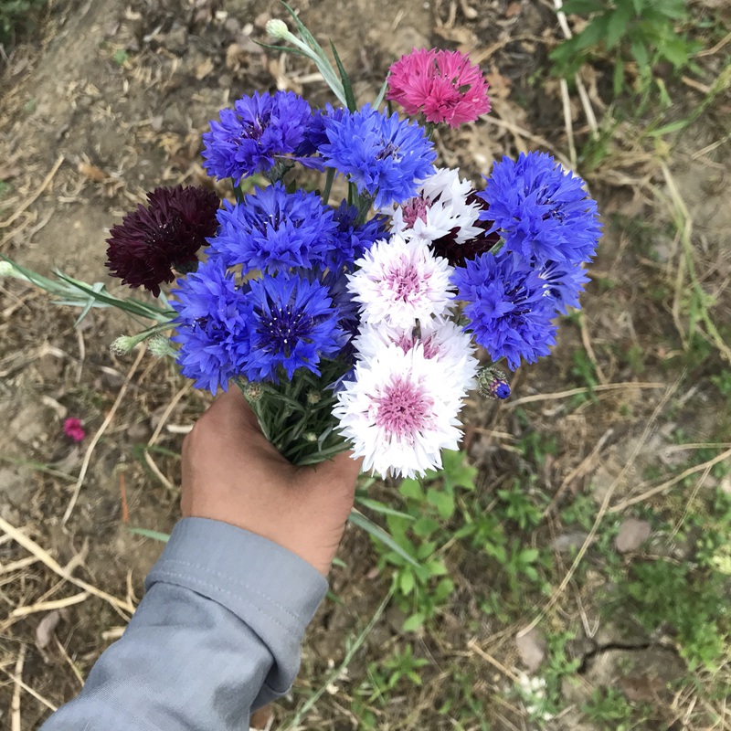 矢車(chē)菊