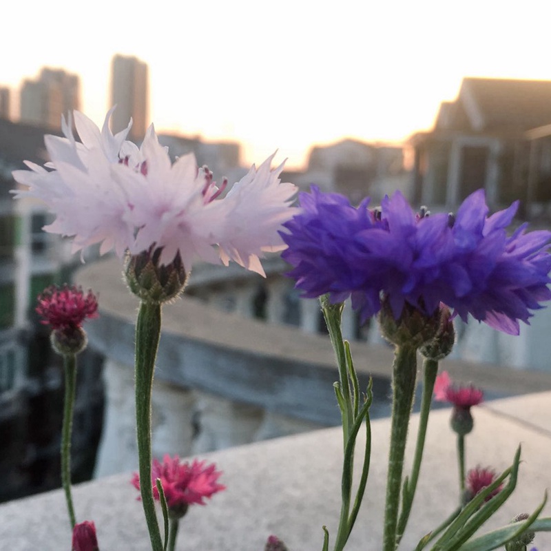 矢車(chē)菊