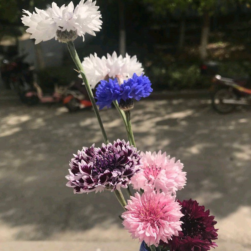 矢車(chē)菊