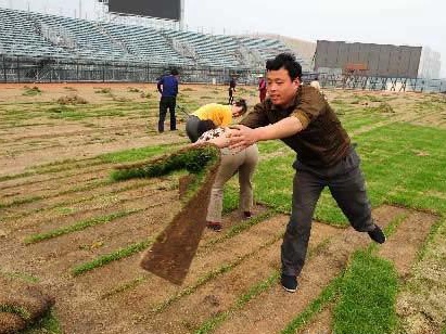 草坪播種方法以及養護管理方案
