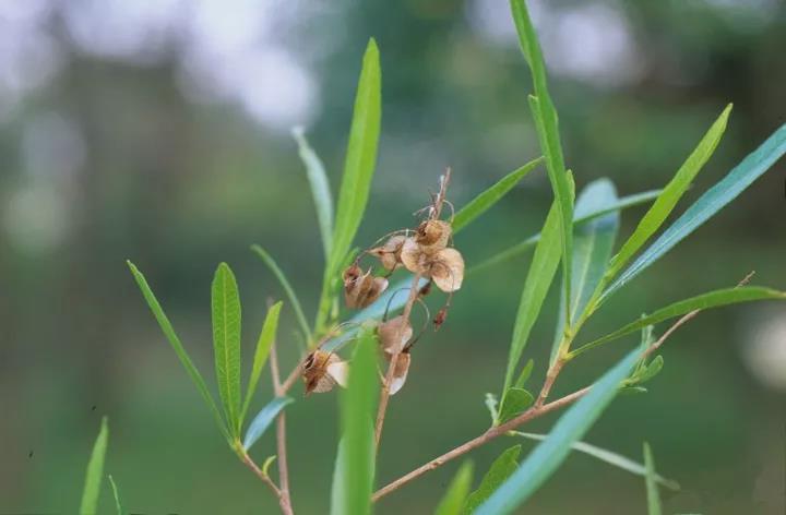 車桑子繁殖方式以及主要經濟價值 車桑子繁殖方式以及主要經濟價值