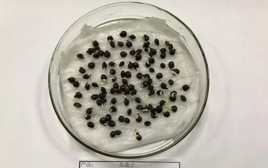 灌木種子—車桑子介紹以及播種方法 灌木種子—車桑子介紹以及播種方法