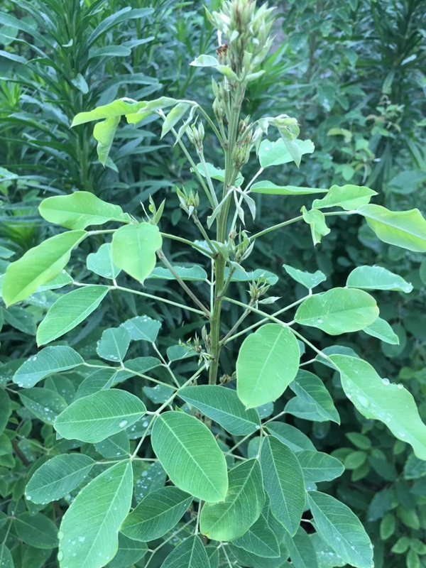 耐寒性較好—二色胡枝子栽培技術(shù)要點(diǎn)