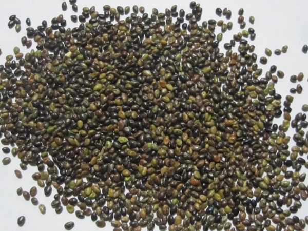 耐寒性較好—二色胡枝子栽培技術(shù)要點(diǎn)