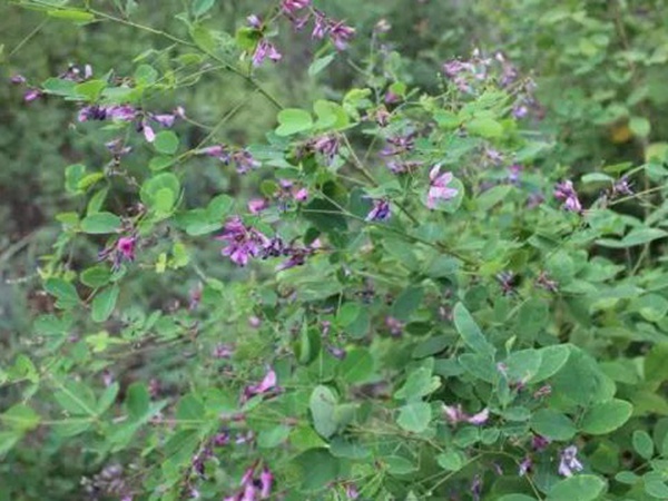 落葉灌木30——胡枝子生態(tài)習(xí)性