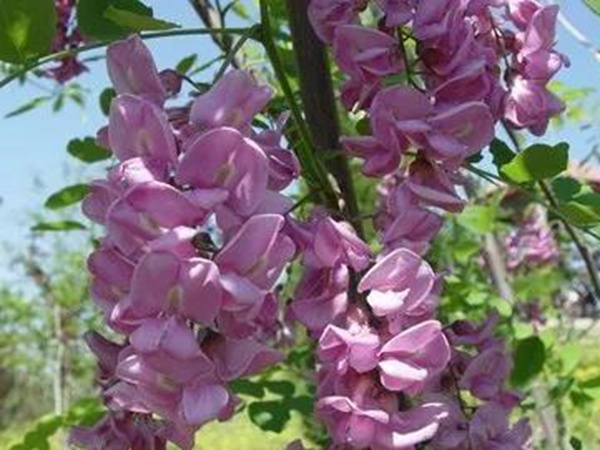 紫穗槐形態(tài)特征以及生長環(huán)境 紫穗槐形態(tài)特征以及生長環(huán)境