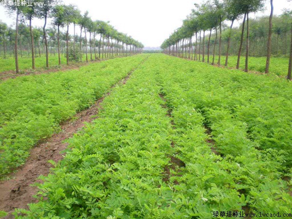 紫穗槐形態(tài)特征以及生長環(huán)境 紫穗槐形態(tài)特征以及生長環(huán)境