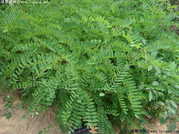 紫穗槐形態(tài)特征以及生長環(huán)境 紫穗槐形態(tài)特征以及生長環(huán)境