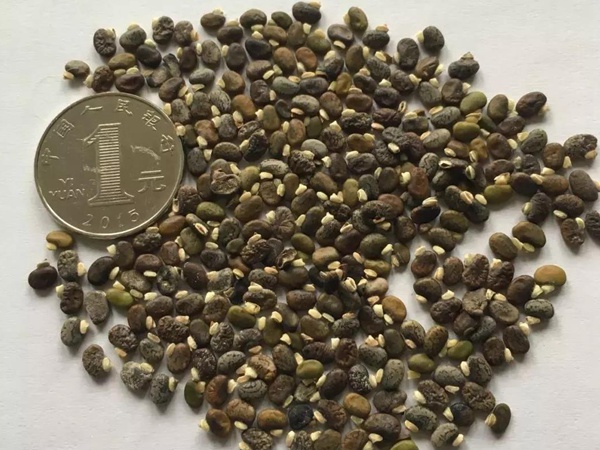 常綠灌木種子—山毛豆形態特征以及播種時間