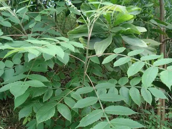 鹽膚木的種植栽培技術以及田間管理方法 鹽膚木的種植栽培技術以及田間管理方法