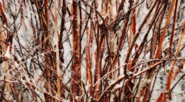 荊條的主要價值以及種植管理技術介紹 荊條的主要價值以及種植管理技術介紹