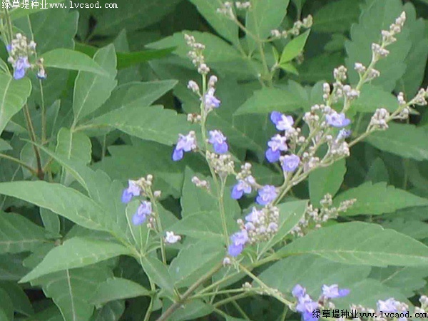 如何提高荊條的種植效益？有什么需要注意的？