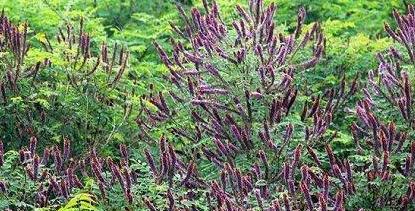 常見綠化護坡品種——紫穗槐經(jīng)濟價值