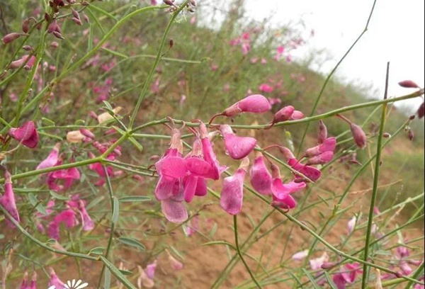 花棒主要價值，適合什么樣的環(huán)境下生長