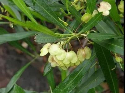 車桑子繁殖方式以及主要經濟價值 車桑子繁殖方式以及主要經濟價值