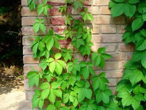 爬山虎種植方法與播種前應該如何準備 爬山虎種植方法與播種前應該如何準備