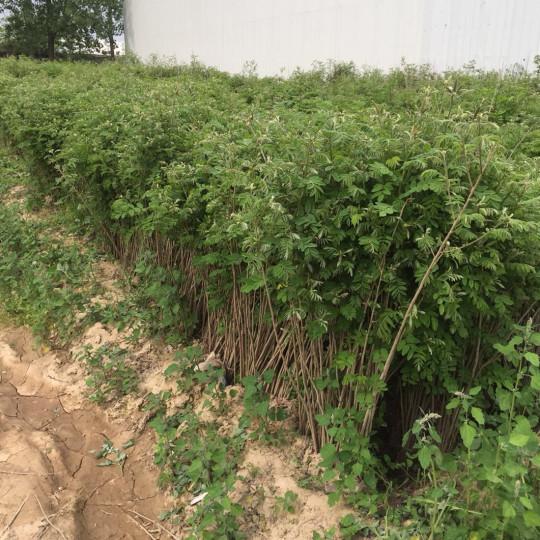 紫穗槐育苗產(chǎn)苗量高,繁育時間短,生長速度快 紫穗槐育苗產(chǎn)苗量高,繁育時間短,生長速度快