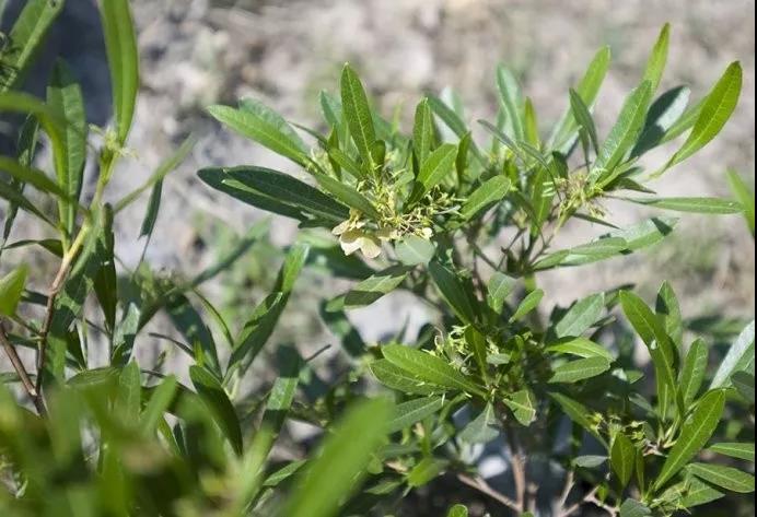 車桑子繁殖方式以及主要經濟價值 車桑子繁殖方式以及主要經濟價值