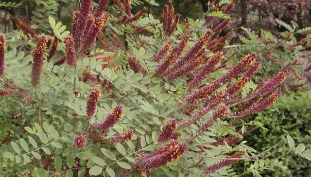 常見綠化護坡品種——紫穗槐經(jīng)濟價值